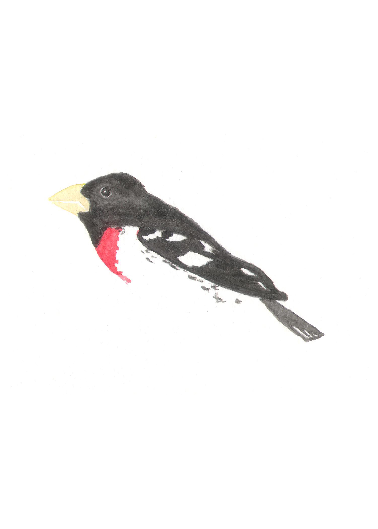 Rose-breasted Grosbeak